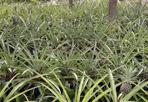Pineapple Cultivation